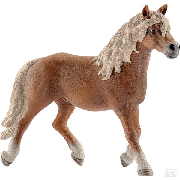 13813SCH +Haflinger stallion
