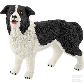 16840SCH +Border Collie