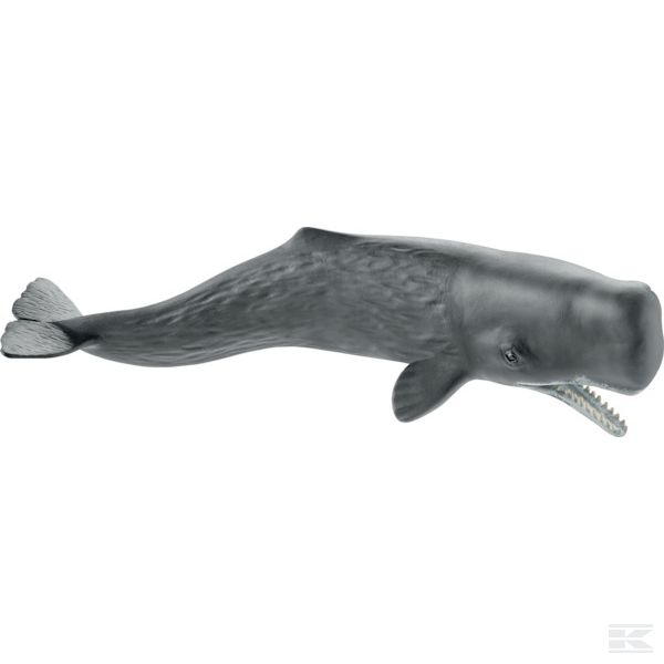 14764SCH +Sperm whale
