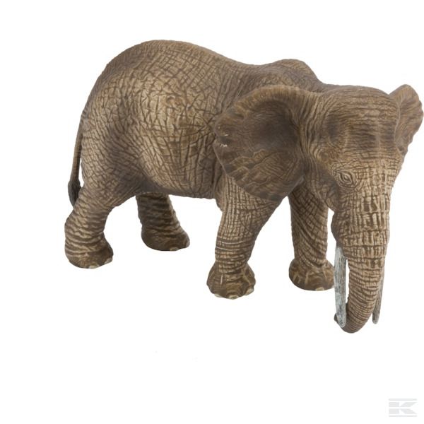 14761SCH +African elephant, female