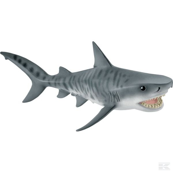 14765SCH +Tiger shark