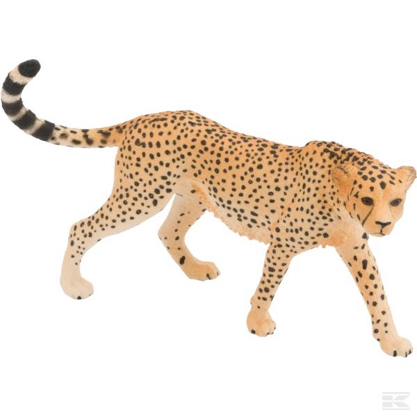 14746SCH +Cheetah, female