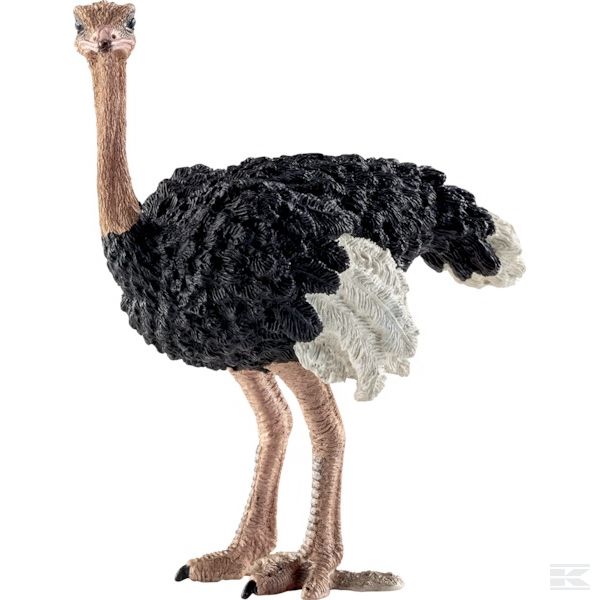 14744SCH +Ostrich