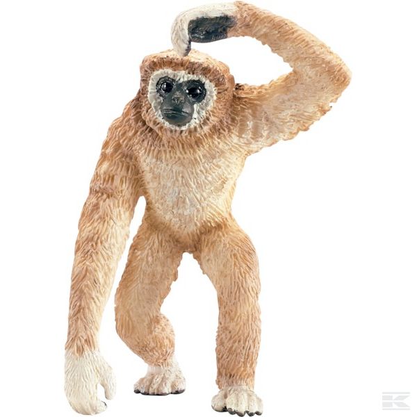 14717SCH +Gibbon