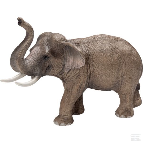 14653SCH +Asian elephant, male