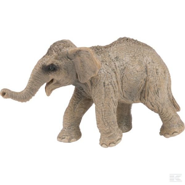 14655SCH +Asian elephant calf