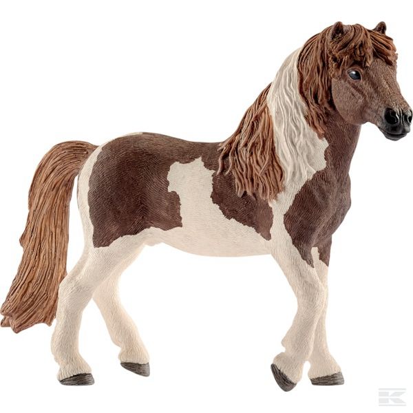 13815SCH +Icelandic Pony stallion