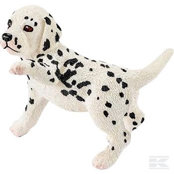 16839SCH +Dalmatian puppy