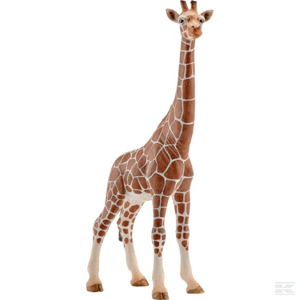 14750SCH +Giraffe, female