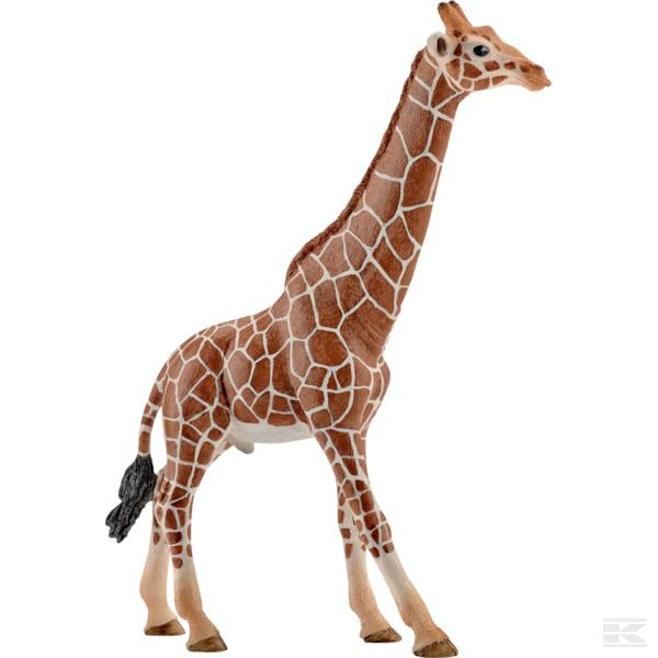 14749SCH +Giraffe, male