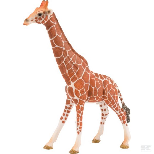 14749SCH +Giraffe, male